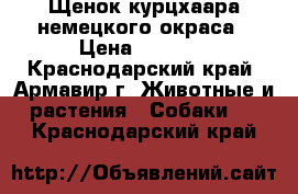 Щенок курцхаара немецкого окраса › Цена ­ 3 000 - Краснодарский край, Армавир г. Животные и растения » Собаки   . Краснодарский край